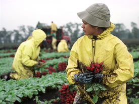 Image of a photograph by Gary Harwood titled Field Bouquet, which shows a migrant worker harvesting radishes during a morning rain.