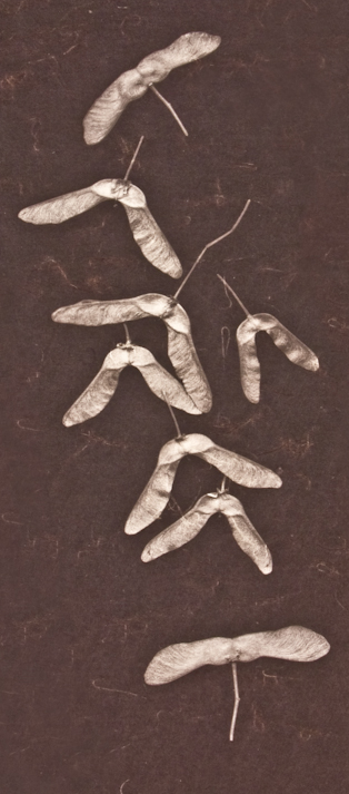 Winged Seeds, Francis Schanberger, 2010