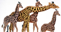 Ruth Heller
“Giraffes”; Many Luscious Lollipops, 1988
Felt-tipped pen, color pencil, 18.75” x 27”
